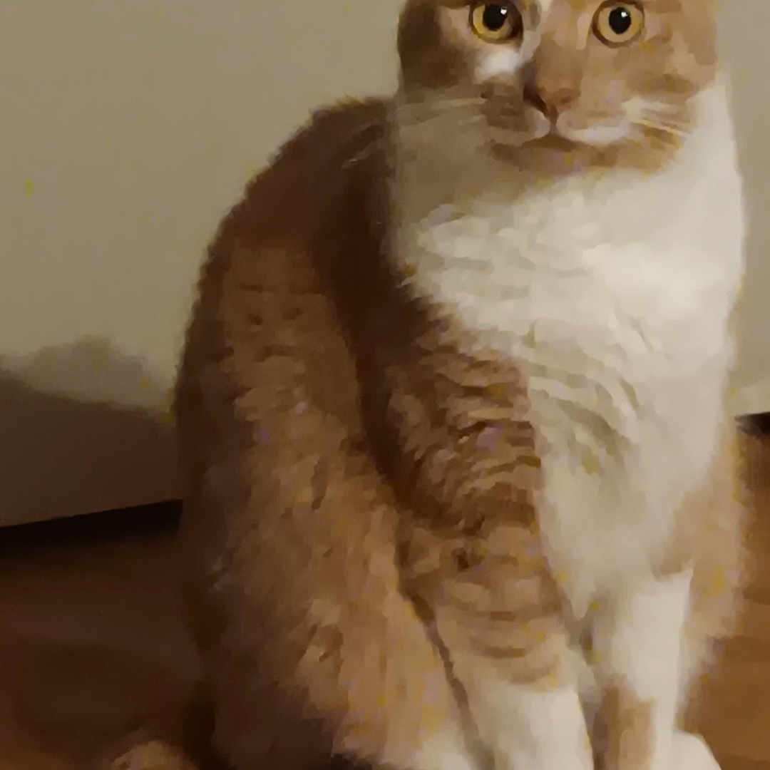 Simba participe au concours pour gagner de l'argent avec cette photo : alert, animal, cat, companion, curious, cute, domestic_cat, feline, fur, household, indoor, looking, mammal, orange_cat, paws, pet, sitting, tail, whiskers, white_fur