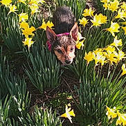 Juliebug joined the competition — help win amazing prizes! animal, bush, cute, daffodil, dog, ears, flower, fur, garden, greenery, ground, nature, outdoor, pet, plant, puppy, small_dog, spring, sunlight, yellow_flower