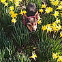 animal, bush, cute, daffodil, dog, ears, flower, fur, garden, greenery, ground, nature, outdoor, pet, plant, puppy, small_dog, spring, sunlight, yellow_flower