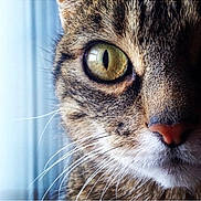 Eliot a rejoint le concours — aidez-le/la à gagner de superbes lots ! cat, close_up, eye, whiskers, fur, pet, animal, tabby, face, nose, indoor, detail, curious, portrait, mammal, feline, window, soft_light, texture, macro
