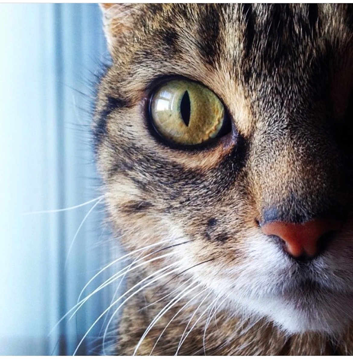 Eliot a rejoint le concours — aidez-le/la à gagner de superbes lots ! cat, close_up, eye, whiskers, fur, pet, animal, tabby, face, nose, indoor, detail, curious, portrait, mammal, feline, window, soft_light, texture, macro