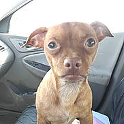 Bear joined the competition — help win amazing prizes! dog, brown_dog, small_dog, puppy, canine, pet, portrait, sitting, car, car_interior, passenger_seat, seat, short_hair, floppy_ears, round_eyes, white_chest, close_up, indoor, photography, adorable