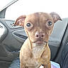 dog, brown_dog, small_dog, puppy, canine, pet, portrait, sitting, car, car_interior, passenger_seat, seat, short_hair, floppy_ears, round_eyes, white_chest, close_up, indoor, photography, adorable