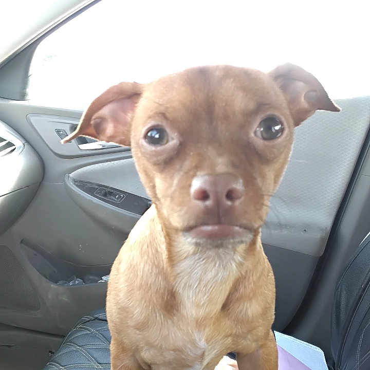 Bear joined the competition — help win amazing prizes! dog, brown_dog, small_dog, puppy, canine, pet, portrait, sitting, car, car_interior, passenger_seat, seat, short_hair, floppy_ears, round_eyes, white_chest, close_up, indoor, photography, adorable