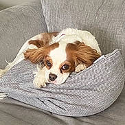 Ruby is registered to the contest to win money with this photo: dog, cavalier_king_charles_spaniel, pillow, couch, living_room, pet, resting, brown_and_white, fur, ears, nose, eyes, indoor, cozy, relaxed, home, comfort, animal, laying_down, cute