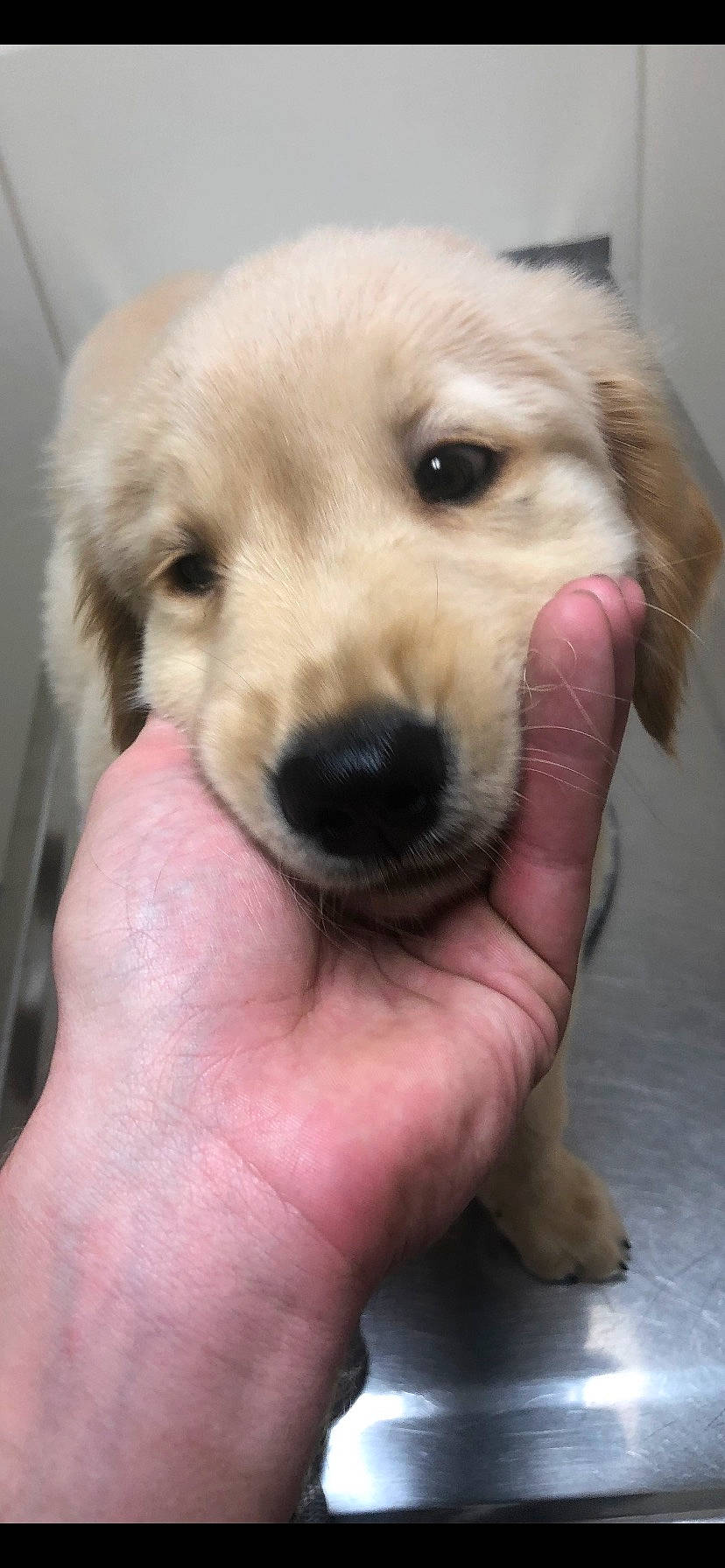 Brinkley joined the competition — help win amazing prizes! canidae, carnivore, companion_dog, dog, dog_breed, fawn, finger, fur, hand, nail, puppy_love, retriever, selfie, skin, snout, sporting_group, thumb, toy_dog, whiskers, working_animal