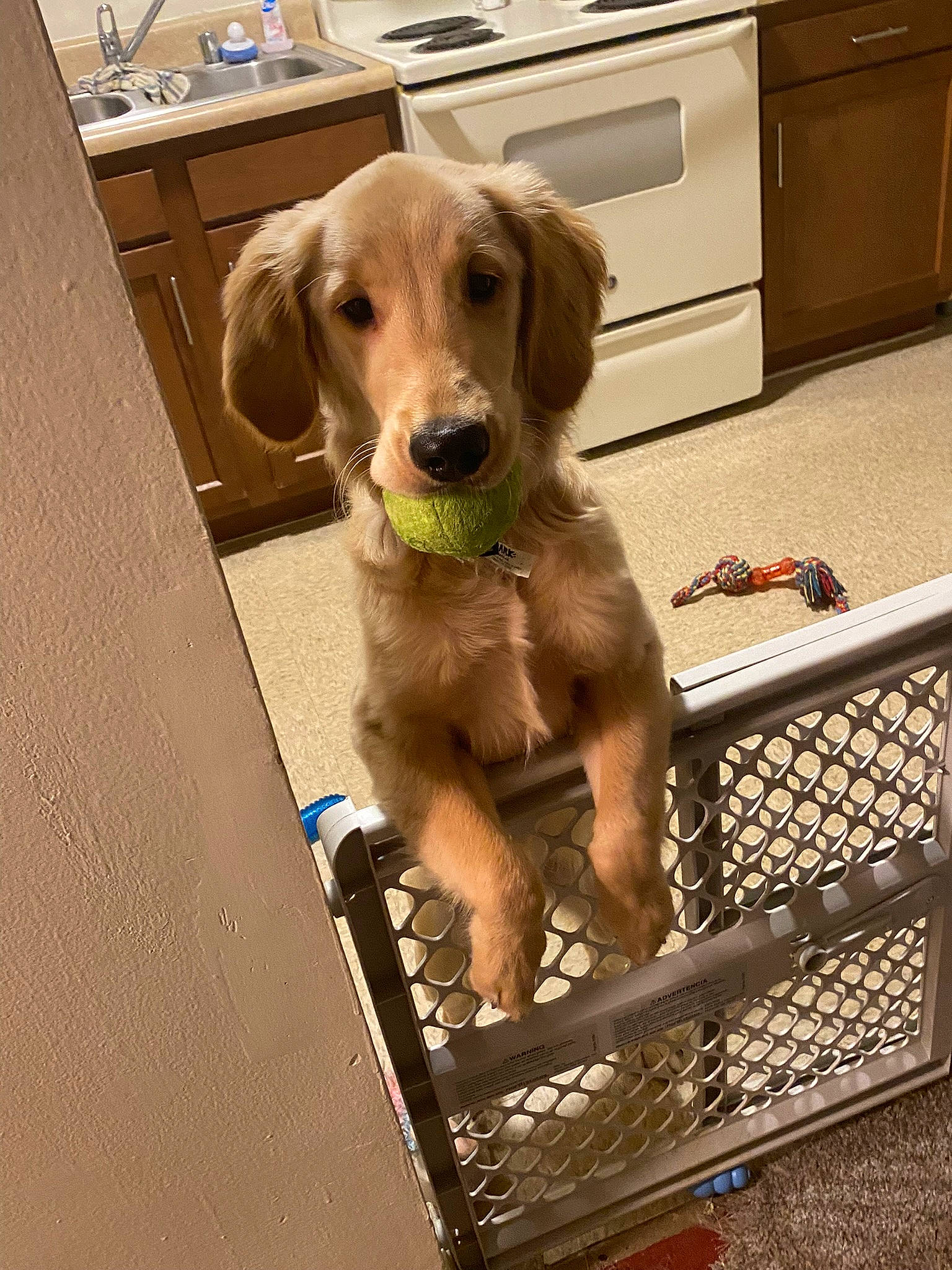 Brinkley joined the competition — help win amazing prizes! cabinetry, carnivore, companion_dog, dog, dog_breed, dog_collar, drawer, fawn, floor, flooring, gun_dog, hardwood, home_appliance, kitchen_appliance, kitchen_stove, liver, pet_supply, snout, wood, working_animal