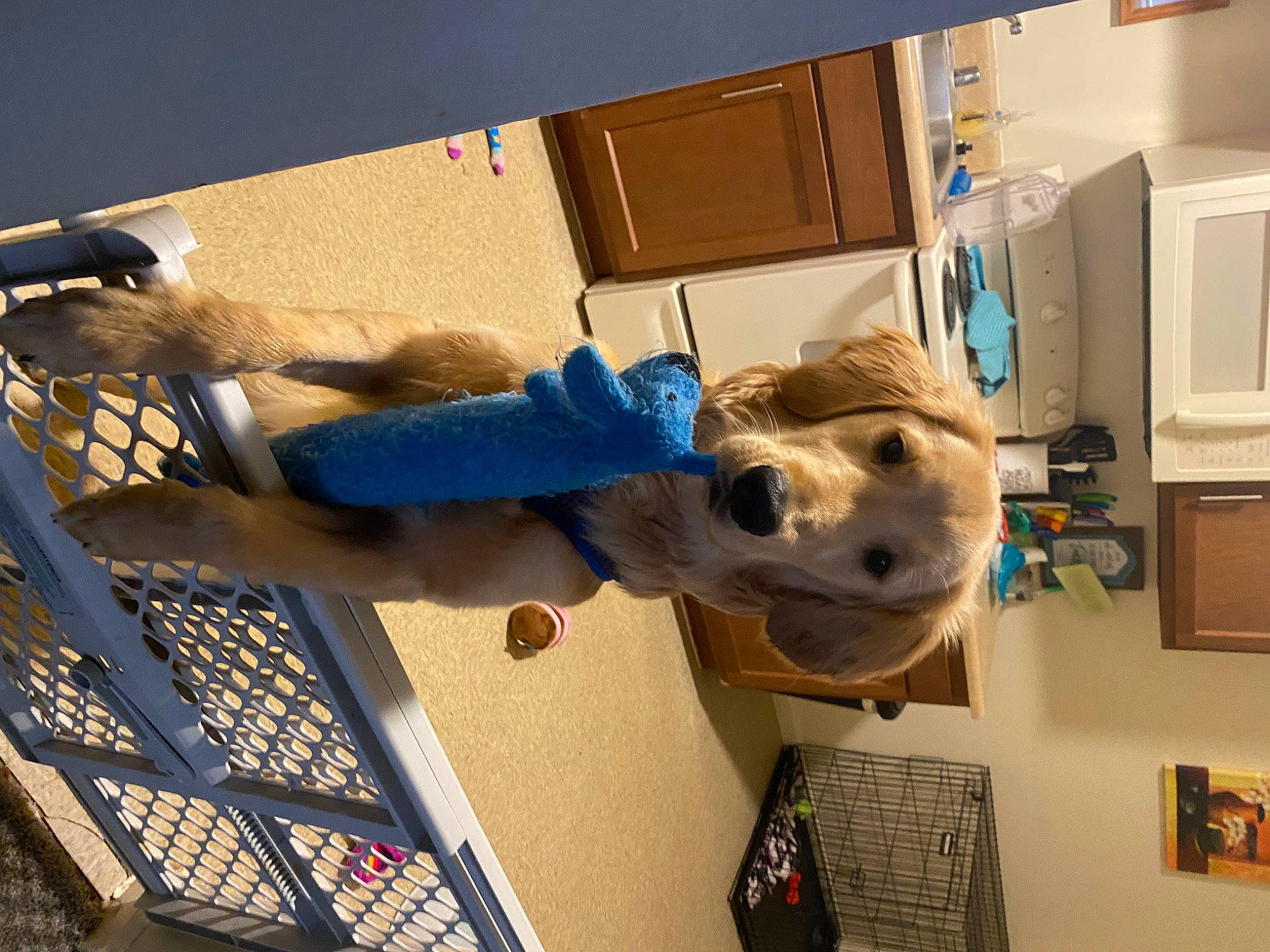 Brinkley joined the competition — help win amazing prizes! cabinetry, canidae, carnivore, companion_dog, dog, dog_breed, fawn, flooring, fur, home_appliance, kitchen_appliance, machine, major_appliance, microwave_oven, non_sporting_group, refrigerator, room, sporting_group, toy