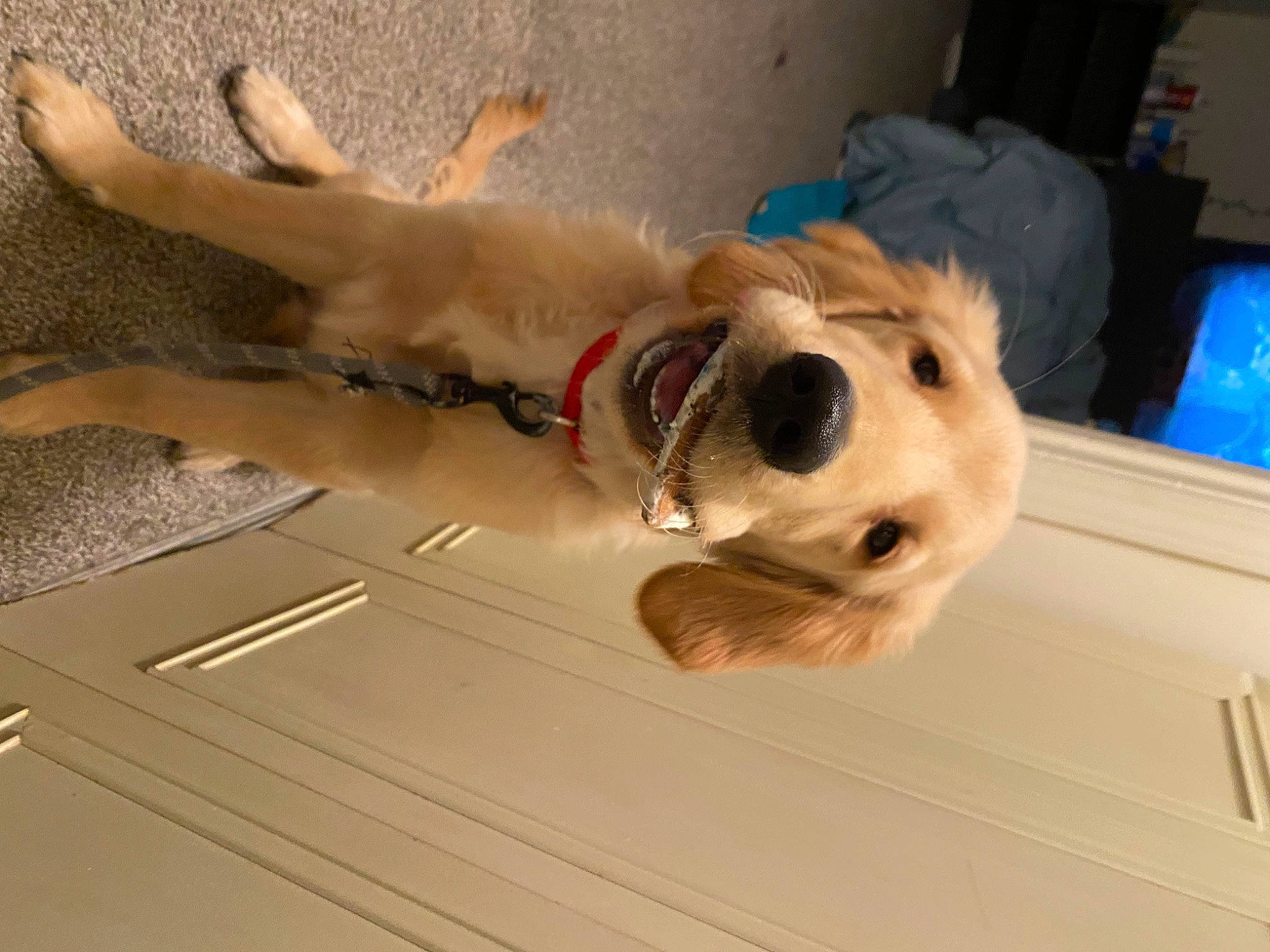 Brinkley is registered to the contest to win money with this photo: carnivore, collar, companion_dog, dog, dog_breed, dog_collar, dog_supply, eyewear, fawn, flooring, fur, hardwood, leash, pet_supply, retriever, snout, sporting_group, toy, wood, working_animal