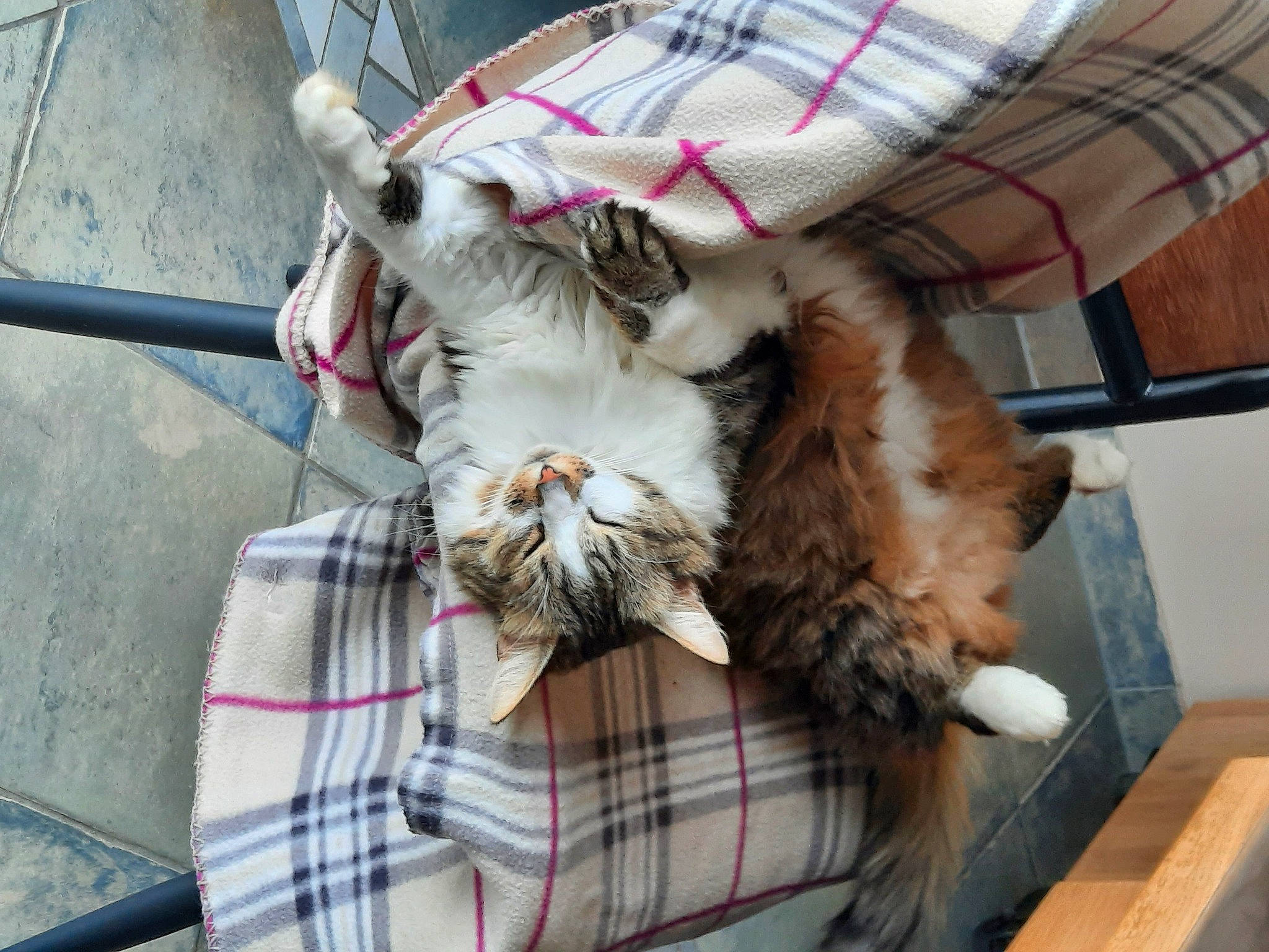 Nuance a rejoint le concours — aidez-le/la à gagner de superbes lots ! carnivore, cat, claw, comfort, companion_dog, domestic_short_haired_cat, felidae, fur, lap, mammal, pattern, plaid, small_to_medium_sized_cats, snout, sporting_group, tail, tartan, textile, vertebrate, whiskers