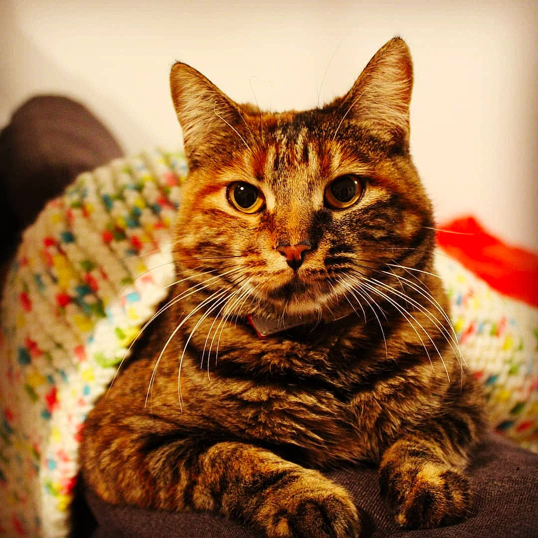 Brindille a rejoint le concours — aidez-le/la à gagner de superbes lots ! american_bobtail, american_shorthair, asian, california_spangled, carnivore, cat, domestic_short_haired_cat, dragon_li, european_shorthair, eye, felidae, fur, kitten, mammal, pixie_bob, sitting, small_to_medium_sized_cats, tabby_cat, toyger, whiskers