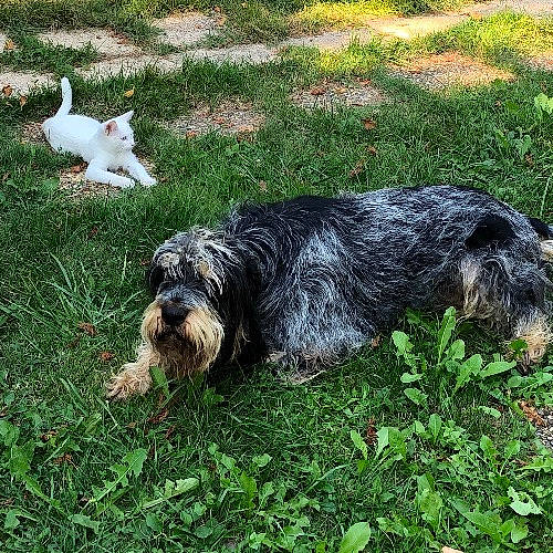Joker a rejoint le concours — aidez-le/la à gagner de superbes lots ! canidae, carnivore, companion_dog, dog, dog_breed, fur, grass, groundcover, plant, schnauzer, small_terrier, sporting_group, tail, terrestrial_animal, terrier, toy_dog, water_dog, working_animal, working_dog