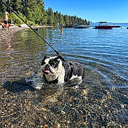 Hank joined the competition — help win amazing prizes! animal, boats, canine, dog, lake, leash, nature, outdoor, people, person, pet, recreation, reflection, rocks, shore, sky, summer, sunny, trees, water