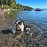 animal, boats, canine, dog, lake, leash, nature, outdoor, people, person, pet, recreation, reflection, rocks, shore, sky, summer, sunny, trees, water