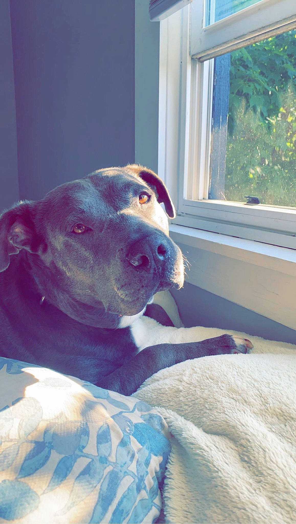 Rockey is registered to the contest to win money with this photo: canidae, carnivore, comfort, companion_dog, dog, dog_breed, dog_supply, fawn, guard_dog, pet_supply, plant, sash_window, snout, sporting_group, stairs, whiskers, window, window_blind, window_treatment, working_animal