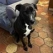 Rocky a rejoint le concours — aidez-le/la à gagner de superbes lots ! dog, black_dog, pet, indoor, floor, tile_floor, armchair, blanket, fur, animal, companion, cute, brown_eyes, sitting, waiting, loyal, house, home, cozy, domestic