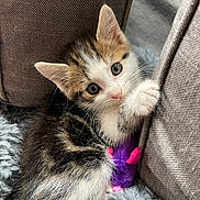 Avatar participe au concours pour gagner de l'argent avec cette photo : kitten, cat, toy, purple, fur, cushion, blanket, cozy, cute, pet, animal, whiskers, paw, indoor, feline, soft, young, curious, small, resting