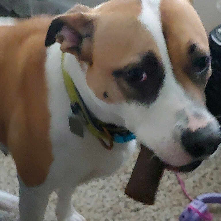 Olivia joined the competition — help win amazing prizes! accessories, animal, ball, beagle, bostonbull, boxer, bulldog, canine, dog, hound, labradorretriever, leash, pet, pitbull, puppy, snout, sport, strap, tennis, tennisball