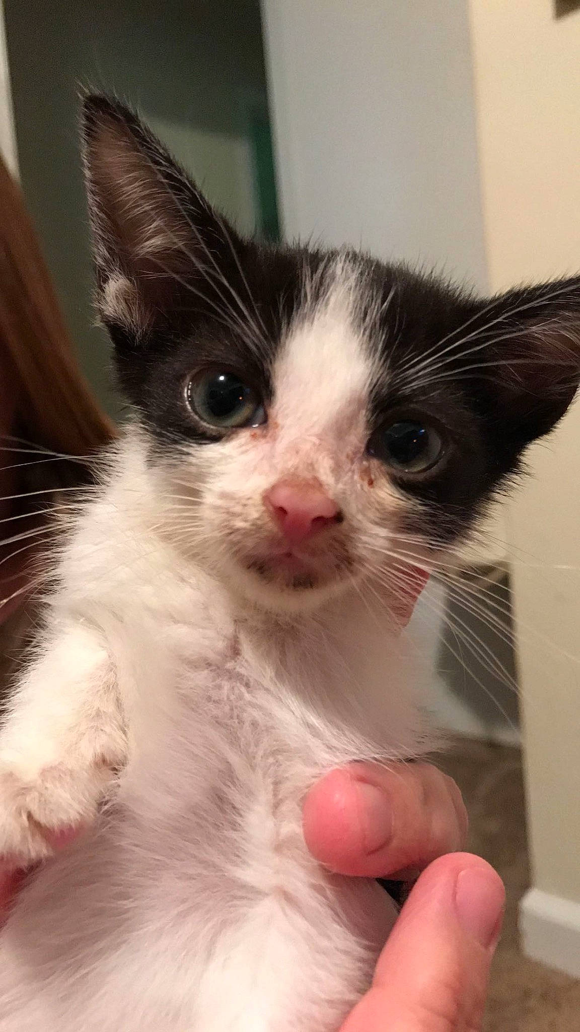 Ollie is registered to the contest to win money with this photo: carnivore, cat, claw, domestic_short_haired_cat, ear, eyelash, felidae, fur, head, nail, nose, paw, small_to_medium_sized_cats, snout, whiskers