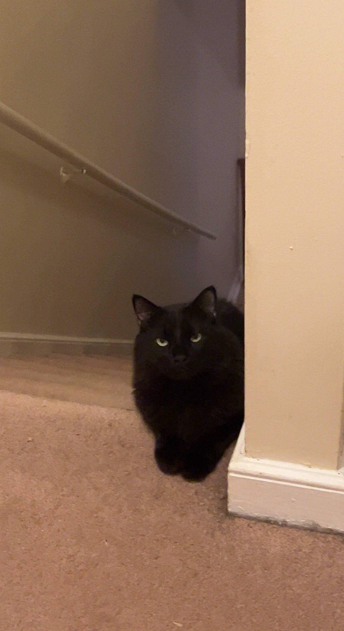 Binx is registered to the contest to win money with this photo: black_cat, bombay, carnivore, cat, domestic_short_haired_cat, felidae, fixture, flooring, fur, grey, hardwood, room, small_to_medium_sized_cats, snout, tail, terrestrial_animal, tints_and_shades, whiskers, wood