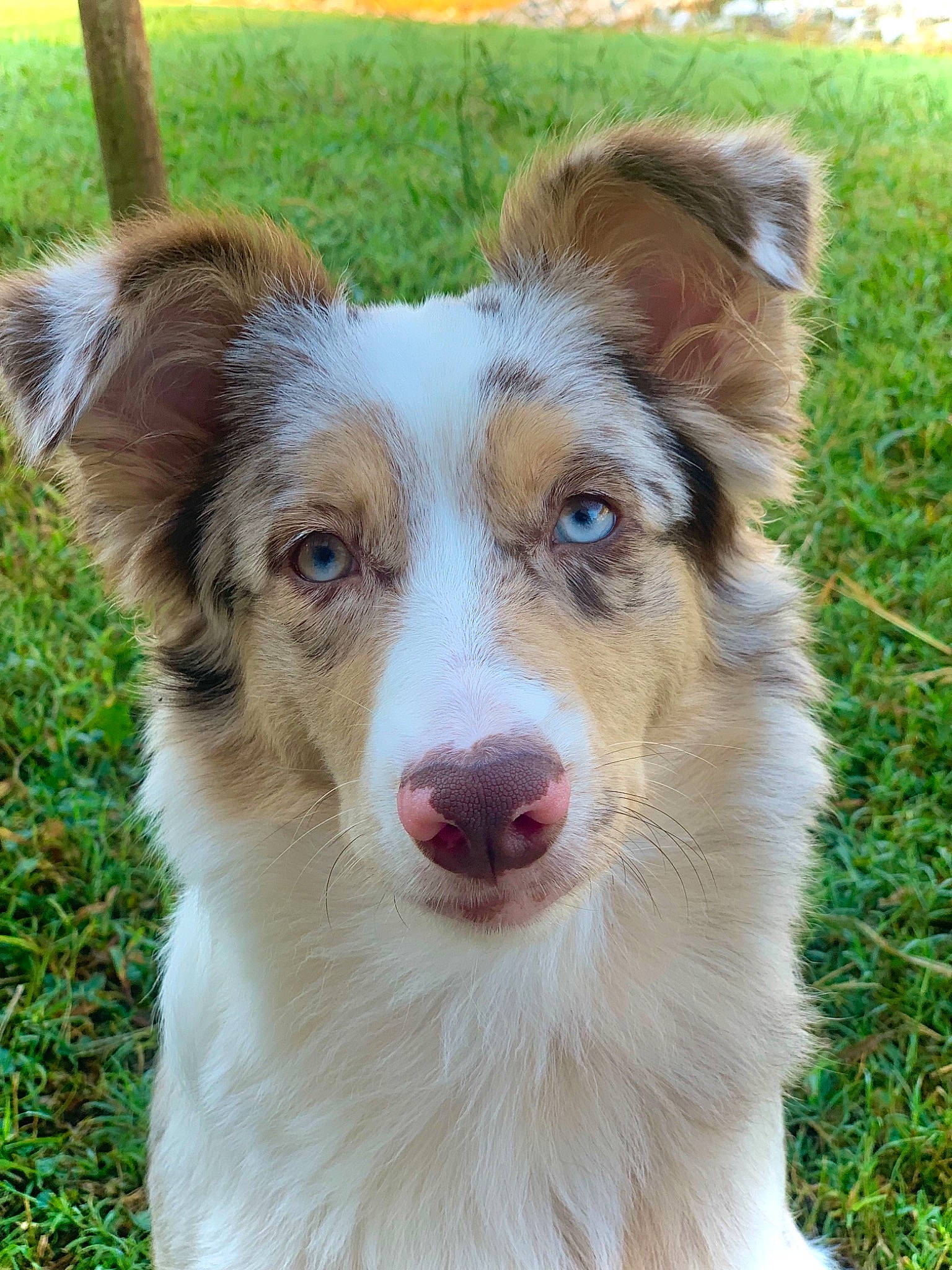 Oaklee joined the competition — help win amazing prizes! ancient_dog_breeds, art, australian_collie, australian_shepherd, carnivore, companion_dog, dog, dog_breed, fang, fawn, fur, grass, herding_dog, plant, snout, sporting_group, terrestrial_animal, whiskers, working_animal, working_dog