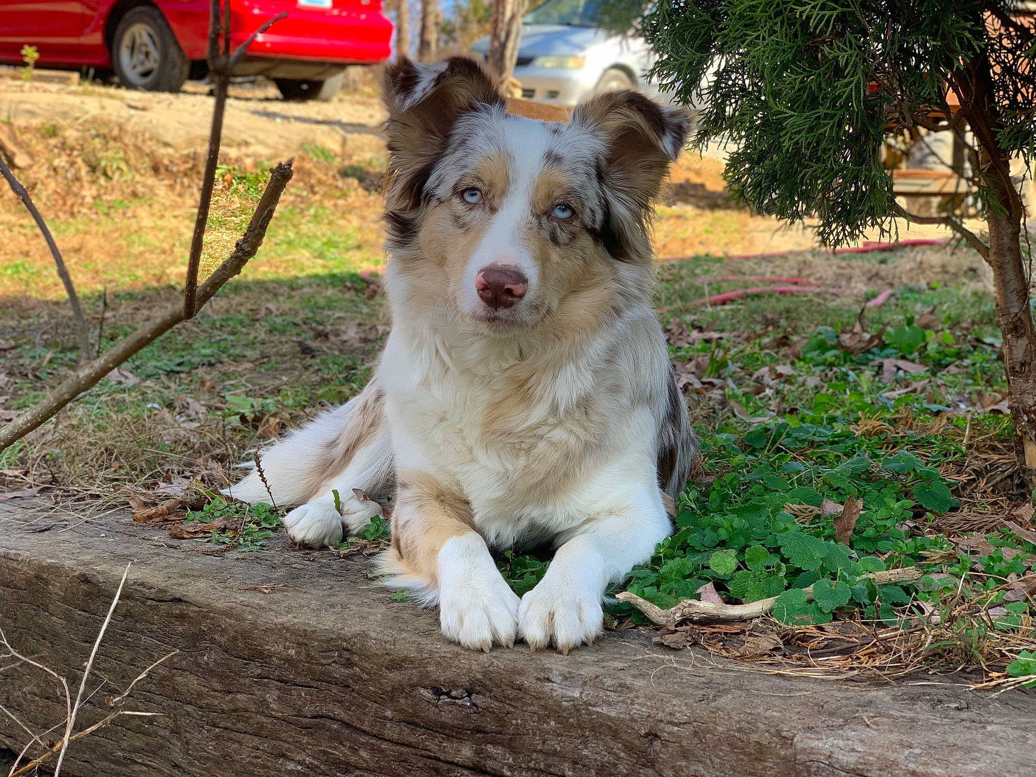 Oaklee is registered to the contest to win money with this photo: automotive_exterior, canidae, carnivore, companion_dog, dog, dog_breed, grass, motor_vehicle, plant, snout, soil, sporting_group, street_dog, terrestrial_animal, tire, tree, vehicle, wheel, working_animal, working_dog