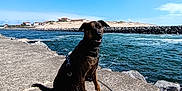 Mia participe au concours pour gagner de l'argent avec cette photo : dog, water, sky, clouds, concrete, leash, chain, shadow, dunes, rocks, outdoor, sunny, blue_sky, pet, canine, nature, coast, smiling, sitting, landscape