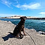 dog, water, sky, clouds, concrete, leash, chain, shadow, dunes, rocks, outdoor, sunny, blue_sky, pet, canine, nature, coast, smiling, sitting, landscape