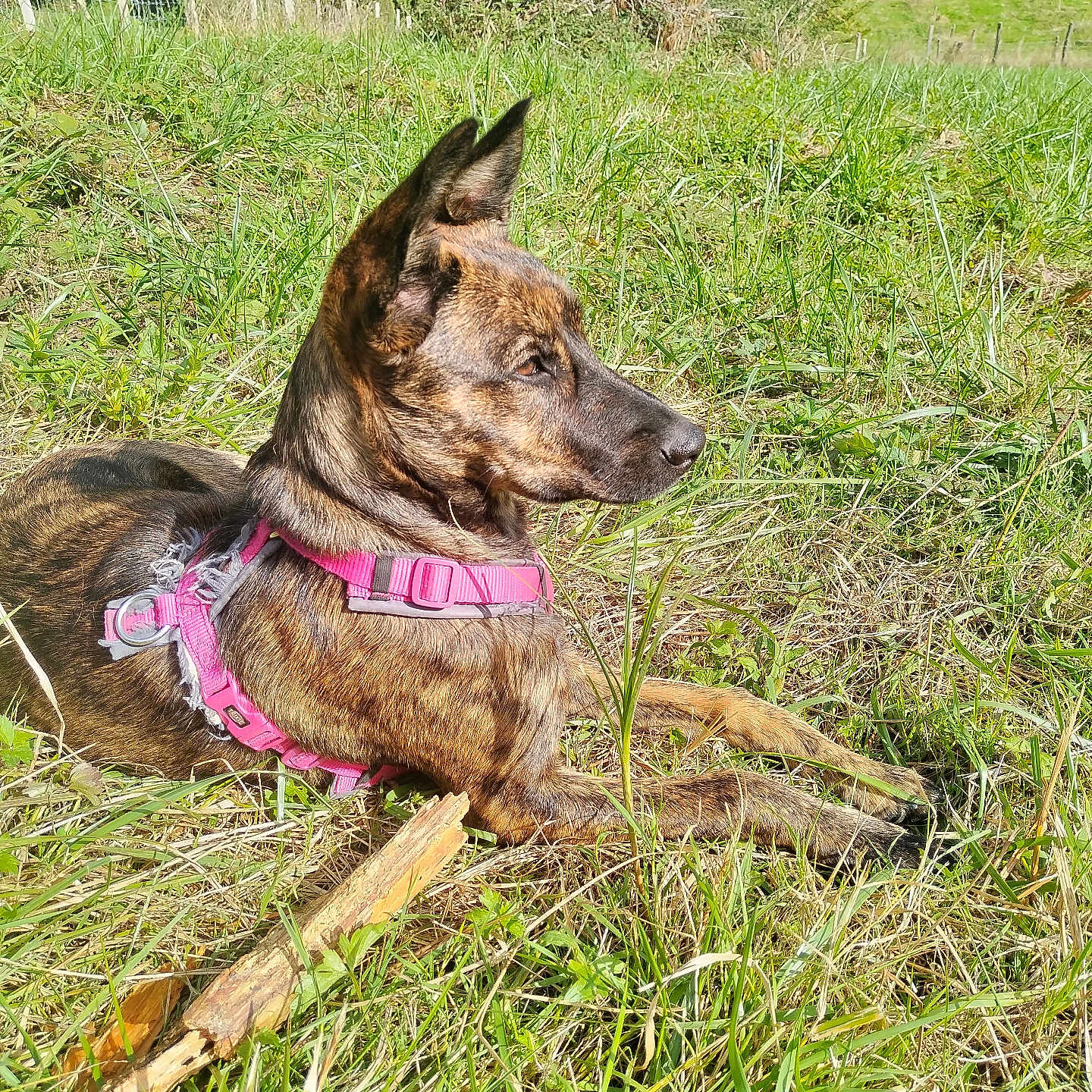 Mia a rejoint le concours — aidez-le/la à gagner de superbes lots ! alert, animal, brindle, canine, daylight, dog, ears_up, field, grass, greenery, harness, muzzle, nature, outdoor, pet, relaxed, resting, side_view, stick, sunlight