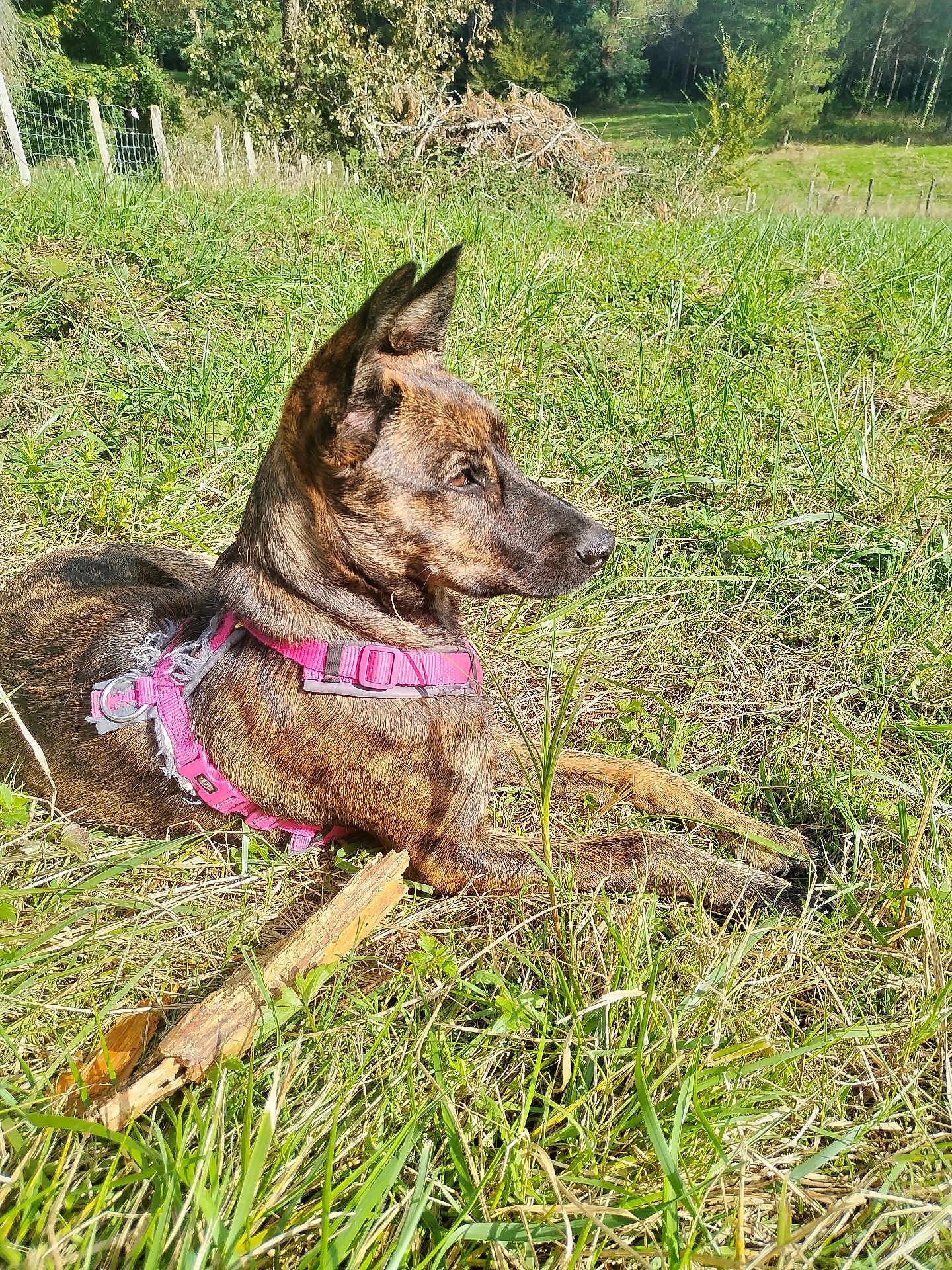 Mia a rejoint le concours — aidez-le/la à gagner de superbes lots ! dog, brindle, outdoor, grass, field, sunlight, harness, animal, pet, canine, nature, relaxed, side_view, ears_up, daylight, resting, greenery, stick, alert, muzzle