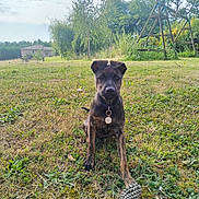 Mia a rejoint le concours — aidez-le/la à gagner de superbes lots ! dog, puppy, grass, pine_cone, outdoor, nature, trees, swing_set, sky, clouds, collar, field, playful, animal, pet, young_dog, summer, sunlight, greenery, park