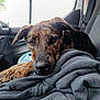 Mia a rejoint le concours — aidez-le/la à gagner de superbes lots ! dog, brindle, pet, car, vehicle_interior, clothing, gray, resting, close_up, animal, fur, paw, window, seat, domestic_animal, portrait, relaxed, indoor, natural_light, curious