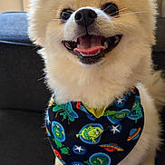 Simba is registered to the contest to win money with this photo: dog, puppy, fluffy, white_fur, small_dog, smiling, happy, open_mouth, teeth, tongue, portrait, close_up, bandana, colorful, space_pattern, planets, stars, sitting, indoor, sofa