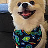 dog, puppy, fluffy, white_fur, small_dog, smiling, happy, open_mouth, teeth, tongue, portrait, close_up, bandana, colorful, space_pattern, planets, stars, sitting, indoor, sofa