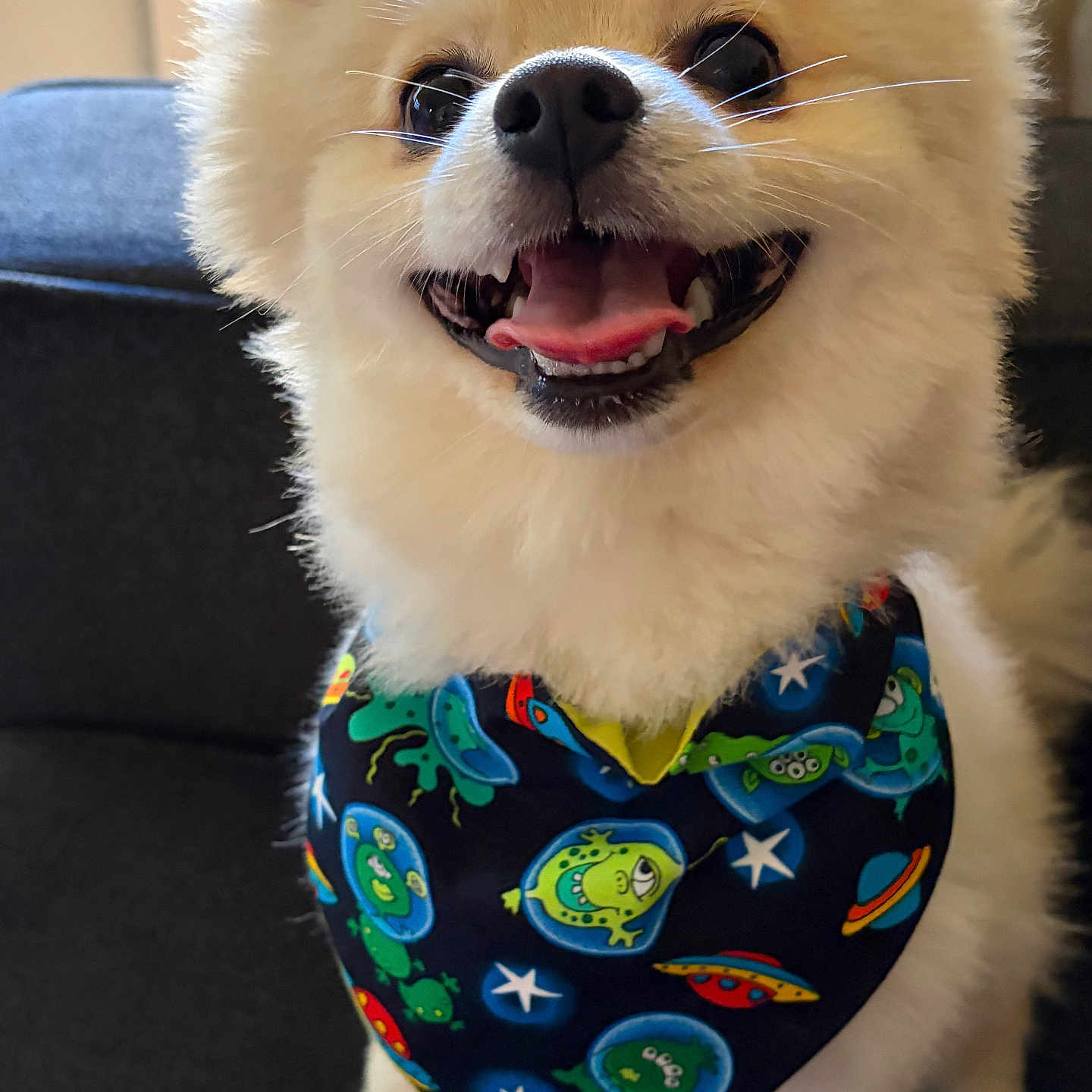 Simba is registered to the contest to win money with this photo: dog, puppy, fluffy, white_fur, small_dog, smiling, happy, open_mouth, teeth, tongue, portrait, close_up, bandana, colorful, space_pattern, planets, stars, sitting, indoor, sofa