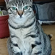 Antares a rejoint le concours — aidez-le/la à gagner de superbes lots ! cat, tabby, animal, pet, indoor, wooden_floor, green_eyes, sitting, feline, striped, domestic_cat, ears, whiskers, paws, looking_at_camera, household, door, floor, quiet, alert