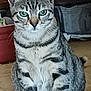 cat, tabby, animal, pet, indoor, wooden_floor, green_eyes, sitting, feline, striped, domestic_cat, ears, whiskers, paws, looking_at_camera, household, door, floor, quiet, alert