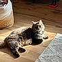 cat, tabby_cat, fluffy_fur, sunlight, wooden_floor, indoor, basket, rug, nutcracker, decor, relaxing, pet, animal, feline, cozy, shadow, home, natural_light, laying_down, looking_at_camera