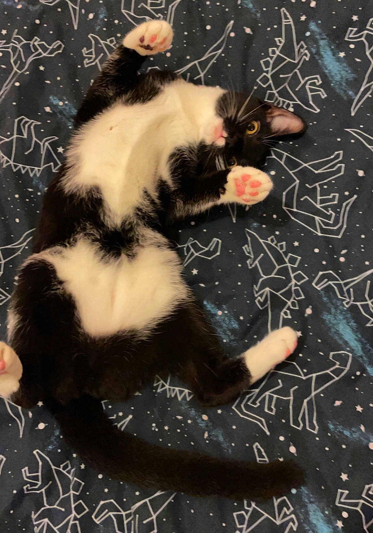 Beans joined the competition — help win amazing prizes! art, carnivore, cat, claw, domestic_short_haired_cat, felidae, foot, formal_wear, fur, gesture, organism, pattern, paw, photo_caption, small_to_medium_sized_cats, tail, terrestrial_animal, tree, visual_arts, whiskers