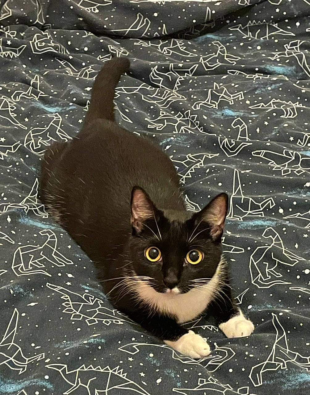 Beans joined the competition — help win amazing prizes! art, black_cat, carnivore, cat, darkness, domestic_short_haired_cat, fawn, felidae, fur, grass, grey, illustration, organism, small_to_medium_sized_cats, snout, still_life_photography, tail, visual_arts, whiskers, wildlife