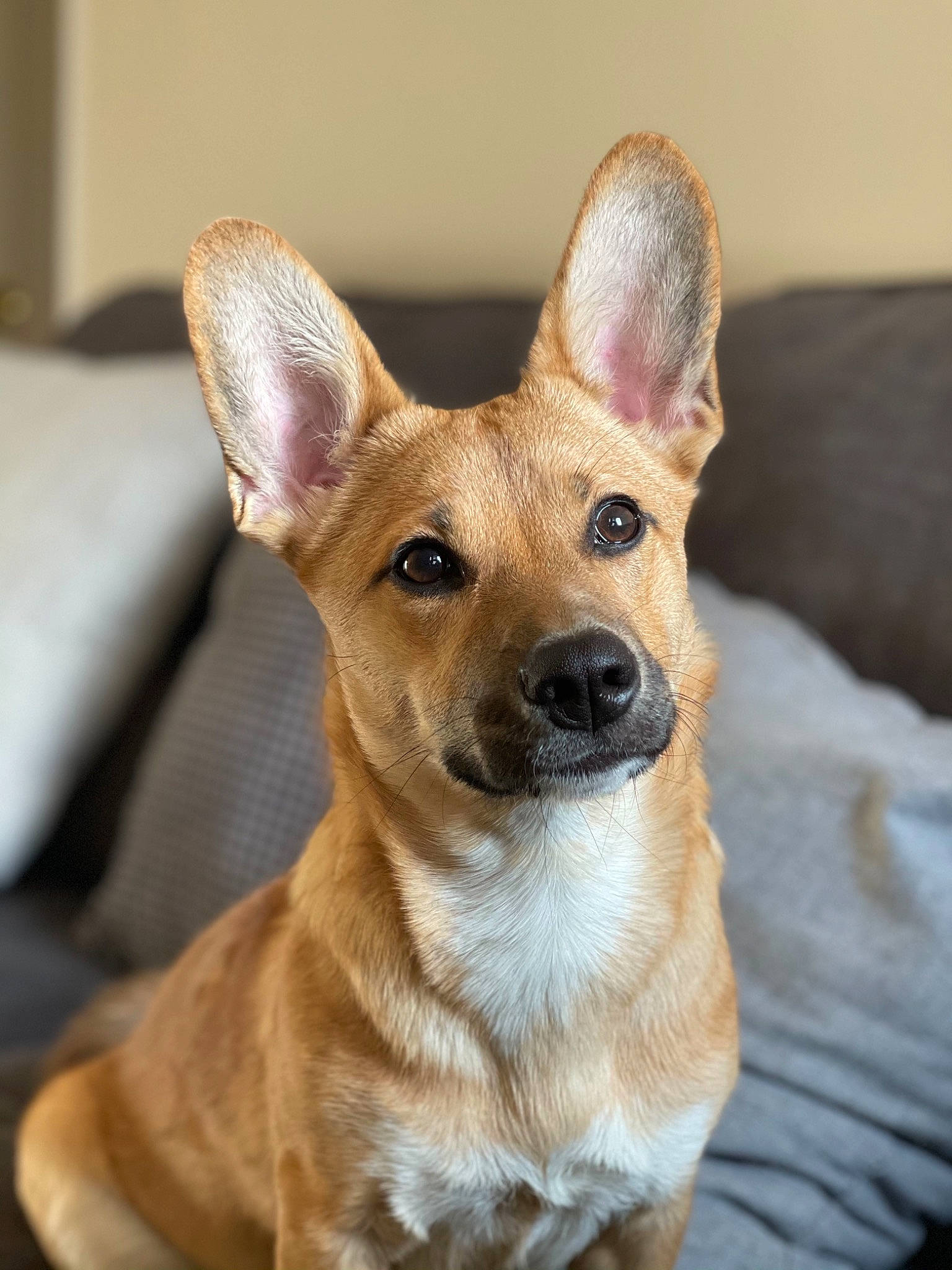 Pepper is registered to the contest to win money with this photo: beige, canidae, carnivore, comfort, companion_dog, dog, dog_breed, fawn, linens, liver, snout, sporting_group, whiskers, working_animal, working_dog