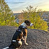 dog, harness, outdoor, hilltop, rocky_ground, trees, greenery, sunset, sky, town, buildings, nature, pet, animal, sitting, calm, landscape, daylight, scenery, canine