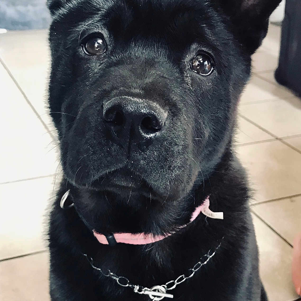 Puma joined the competition — help win amazing prizes! accessories, animal, bulldog, canine, collar, dog, frenchbulldog, husky, jewelry, labradorretriever, leash, necklace, pendant, pet, pitbull, policedog, puppy, snout, strap, whitedog