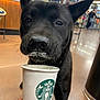 Puma is registered to the contest to win money with this photo: adult, animal, beverage, canine, coffee, coffeecup, cream, cup, dessert, disposablecup, dog, food, icecream, indoors, light, male, man, person, pet, puppy