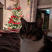 Ferdinand joined the competition — help win amazing prizes! animal, bed, blanket, blurred_background, cat, christmas_tree, cozy, curtains, decorations, feline, festive, holiday_lights, home, indoor, night, pet, tabby_cat, warm_lighting, whiskers, window