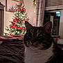 animal, bed, blanket, blurred_background, cat, christmas_tree, cozy, curtains, decorations, feline, festive, holiday_lights, home, indoor, night, pet, tabby_cat, warm_lighting, whiskers, window