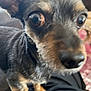 Bruin joined the competition — help win amazing prizes! dog, close_up, pet, animal, ears, eyes, fur, indoor, cute, curious, small_dog, face, muzzle, canine, black_fur, brown_fur, whiskers, nose, domestic_animal, portrait