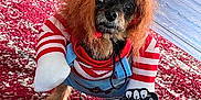 Bruin joined the competition — help win amazing prizes! dog, costume, wig, striped_shirt, overalls, toy_knife, red_rug, wood_floor, pet, small_dog, indoors, funny, cute, animal, portrait, standing, face, fur, eyes, paws