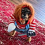 dog, costume, wig, striped_shirt, overalls, toy_knife, red_rug, wood_floor, pet, small_dog, indoors, funny, cute, animal, portrait, standing, face, fur, eyes, paws