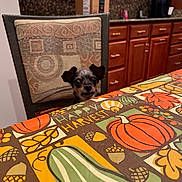 Bruin is registered to the contest to win money with this photo: dog, small_dog, chair, tablecloth, pumpkin, acorn, kitchen, cabinet, countertop, pattern, fall_theme, autumn, decor, pet, animal, indoor, curious, ears, eyes, cozy